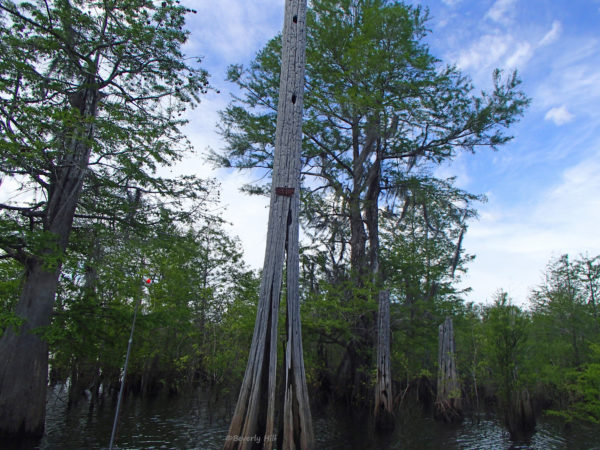 Tupelo trees in swamp